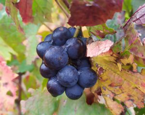 grappe de raisin violet de Gamay qui est le cépage du Beaujolais
sous un feuillage d'automne rouge, jaune et vert
